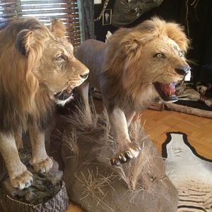 Lions Full Mount Taxidermy