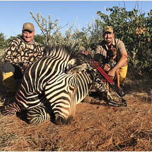 Bow Hunting Hartmann's Mountain Zebra in Namibia