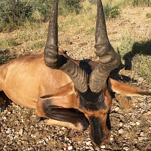 Red Hartebeest Hunt Namibia