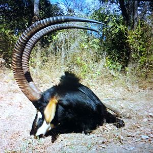 Sable Antelope Hunt Zambia