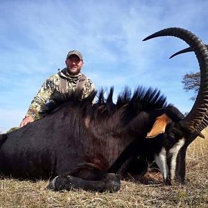 South Africa Hunt 44" Inch Sable Antelope