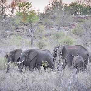 Elephants Mozambique