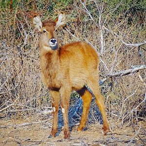 Curious young Waterbuck Mozambique