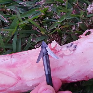 QAD Exodus Broadhead Performance