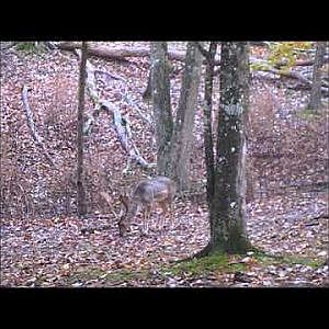 Fallow Deer Buck Hunt