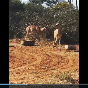 Hunting impala with a new bow missed do to bow not set correctly