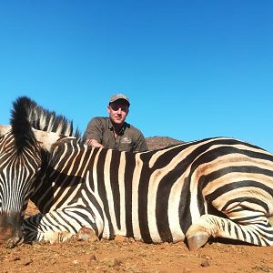 Hunt Burchell's Plain Zebra in South Africa