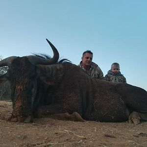 Blue Wildebeest Hunting South Africa