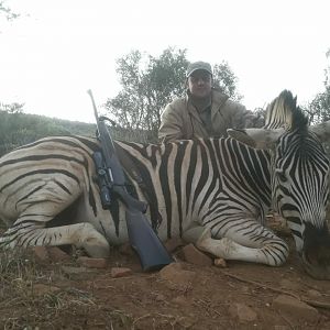 Burchell's Plain Zebra Hunt South Africa