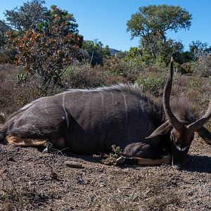 South Africa Nyala