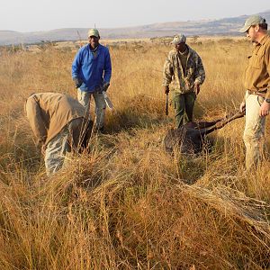 Hunting Blue Wildebeest in South Africa