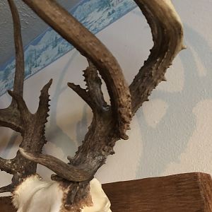 Deer European Skull Mount Taxidermy