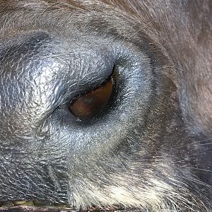 Cape Buffalo Taxidermy Progress