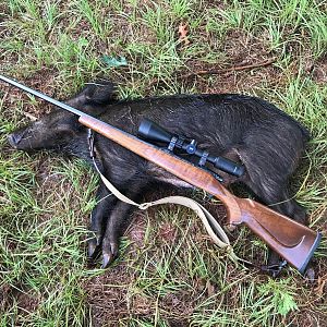 East Texas Hog Hunt