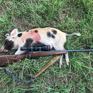 Hog Hunt in East Texas