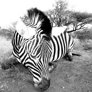 Hunting Burchell's Plain Zebra in South Africa