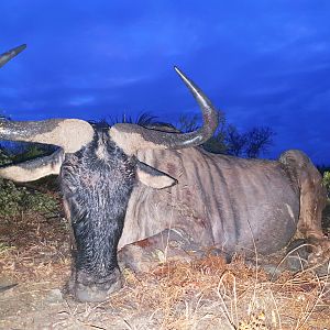 South Africa Hunting 29 3/8" Inch Blue Wildebeest