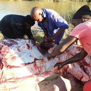 Hippo Skinning