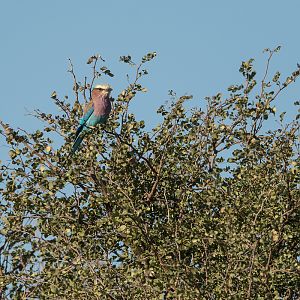 Lilac Breasted Roller South Africa