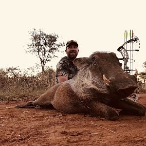 South Africa Bow Hunt Warthog