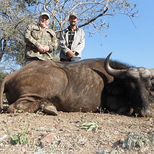 Hunting Cape Buffalo Cow in South Africa