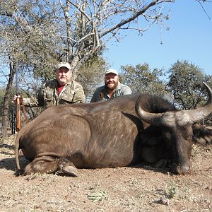 Cape Buffalo Cow Hunt South Africa