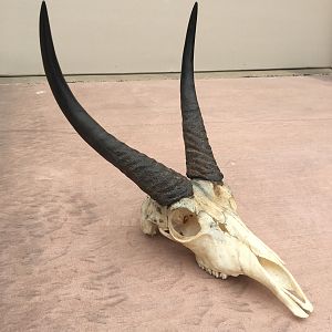 Reedbuck European Skull Mount