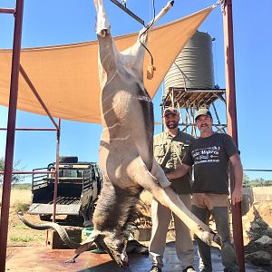 Kudu Hunting Namibia