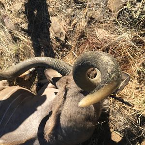 Curl of Kudu Horn