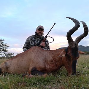 South Africa Hunting Red Hartebeest