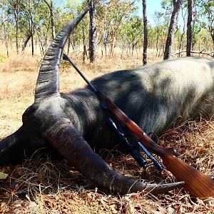Hunt Asiatic Water Buffalo Australia