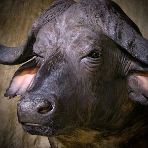 Cape Buffalo Shoulder Mount Taxidermy After