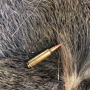 Norma 150gr, plastic tip, in 300 Winchester Short Magnum
