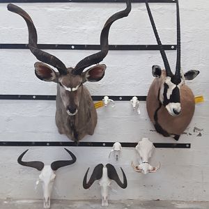 Trophies from the taxidermy