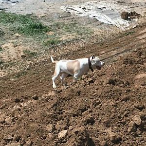 Hunting Dogs India