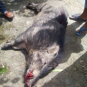 Hog Hunting India