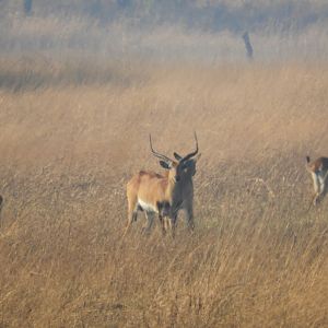 Kafue Lechwe in Zamibia