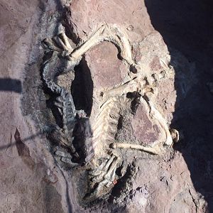 Fossilized skeleton Zimbabwe