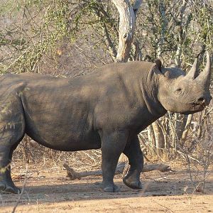 Black Rhino Zimbabwe