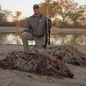 Spotted Hyena Hunting In Zimbabwe