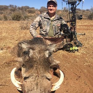 Bow Hunting Warthog in Namibia