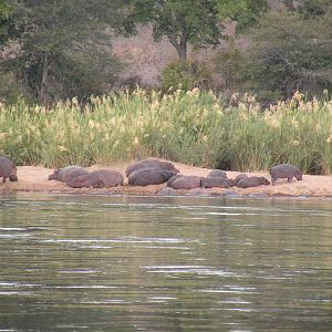 Hippos Zimbabwe
