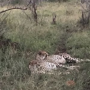 Cheetahs taking a nap