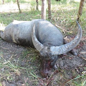 108" Inch Asiatic Water Buffalo Hunting Australia