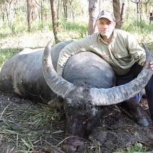 108" Inch Asiatic Water Buffalo Hunt Australia