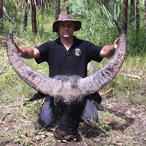 Australia Hunting 108" Inch Asiatic Water Buffalo