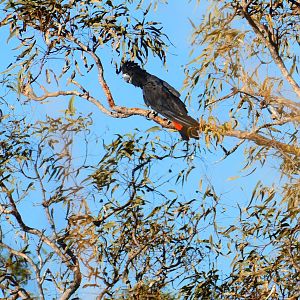 Red-tailed Black Cockatoo Australia