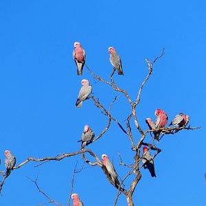 Galah Australia