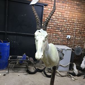 Start of my SA taxidermy