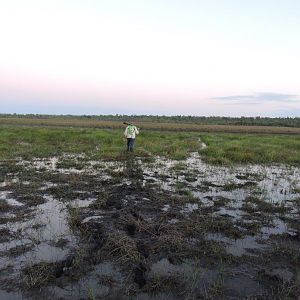 Hunt Asiatic Water Buffalo in Australia